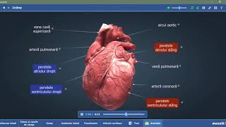 Anatomia inimii [upl. by Mcneely]