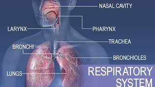 Meet the lungs  Respiratory system physiology  NCLEXRN  Khan Academy [upl. by Saduj157]