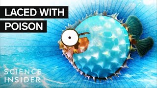 What’s Inside A Puffer Fish [upl. by Aikkan]