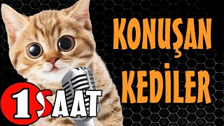 Konuşan Kediler 1 Saat  Sinema Tadında Komik Kediler  PATİ TV [upl. by Yelsek481]