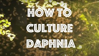 How To Culture Daphnia Magna [upl. by Piwowar]