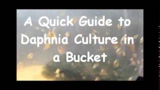 How to culture daphnia outside [upl. by Neltiak449]