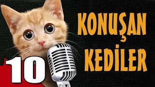 Konuşan Kediler 10  En Komik Kedi Videoları [upl. by Loria562]