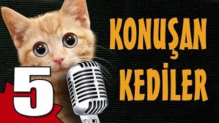 Konuşan Kediler 5  En Komik Kedi Videoları [upl. by Mcclish]