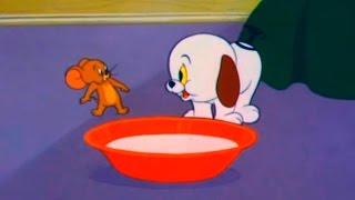 Tom and Jerry  Episode 80  Puppy Tale 1954 [upl. by Royden]