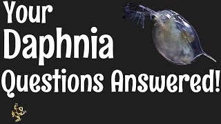 Daphnia Questions Answered [upl. by Akinorev333]