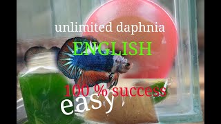 daphnia moina culture Easy way Unlimited production English  with sub Green water Chlorella [upl. by Dalton]