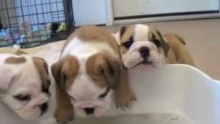 Baby English Bulldog Puppies [upl. by Nylauqcaj]