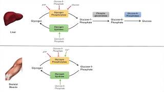 Glycogen Metabolism  Glycogenolysis  Pathway Enzymes and Regulation [upl. by Ennovad223]