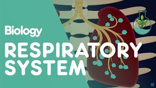 Respiratory System  Introduction  Physiology  Biology  FuseSchool [upl. by Niwri670]