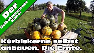 Kürbiskerne selbst anbauen Die Ernte [upl. by Stefano]