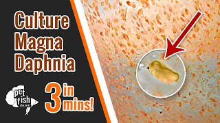 How to culture DAPHNIA MAGNA  The easy way [upl. by Eniaral]