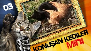 Konuşan Kediler Mini 3  En Komik Kedi Videoları [upl. by Atram]