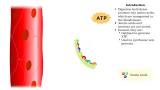 Protein catabolism  deamination [upl. by Eden427]