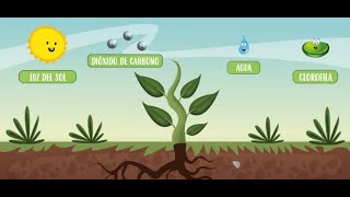 ¿CÓMO SE ALIMENTAN LAS PLANTAS [upl. by Rehtaef]