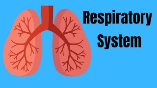 Respiratory System Basics [upl. by Alocin776]