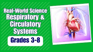 All About the Respiratory amp Circulatory System [upl. by Uaerraj]