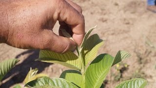 Poda apical de la Guayaba para aumentar producción [upl. by Iem602]