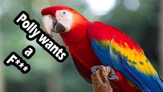 Top 10 swearing parrots swearing birds [upl. by Horgan]