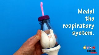 Video 13 Circulatory System and Respiratory Support [upl. by Eirased]