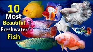 10 Most Beautiful Freshwater Fish for Aquarium [upl. by Brady]