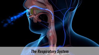 The Human Respiratory System Explained [upl. by Ogir670]