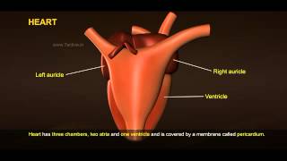 The Heart  GCSE Science  Biology  Get To Know Science [upl. by Tan]