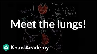 Respiratory System Introduction  Part 2 Bronchial Tree and Lungs  3D Anatomy Tutorial [upl. by Aivuy]