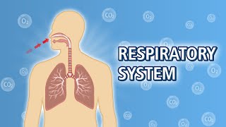 Respiratory System Song  NCERT Class 7  Creative Kids Learning [upl. by Yeoj]