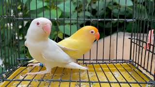 albino creamino pairing lovebirds [upl. by Rudiger]