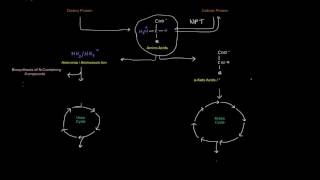 Protein  Amino Acid Metabolism Part 1 of 8  Intro [upl. by Kolosick]