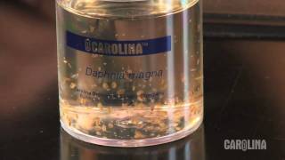 How to Care for Daphnia [upl. by Hailee]