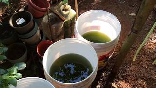 How to grow Green Water Algae [upl. by Melia]