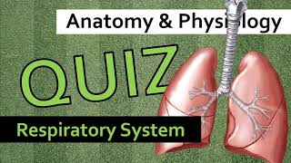 QUIZ Respiratory System  Anatomy amp Physiology [upl. by Camfort]