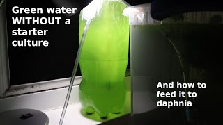 Green Water WITHOUT a Starter Culture  From Scratch  How To [upl. by Abe]