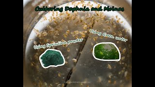 How To Culture Daphnia and Moinas using Green Water Spirulina powder [upl. by Ahterahs382]