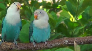 Lovebird Chirping Sounds  Blue Opaline Siblings [upl. by Cottrell729]