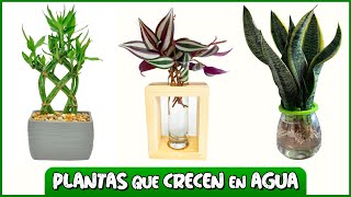 10 PLANTAS que CRECEN en AGUA FÁCILMENTE [upl. by Eillim756]