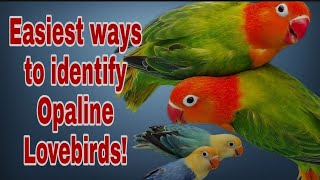 How to identify Opaline Lovebirds [upl. by Andonis5]