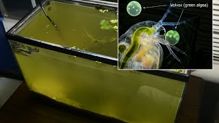 Raising Daphnia for the Freshwater Aquarium [upl. by Mohkos]