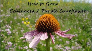 How to grow Echinacea from Seed Purple Coneflower Echinacea Purpurea [upl. by Jp229]