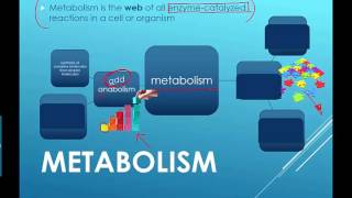 Metabolism Intro 2016 IB Biology [upl. by Wynnie]