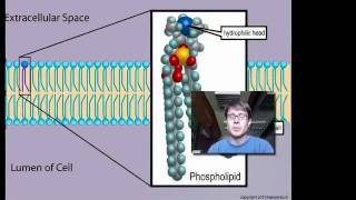 Cell Membranes [upl. by Ameer763]