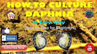 HOW TO CULTURE DAPHNIA In Easy Way [upl. by Mook]