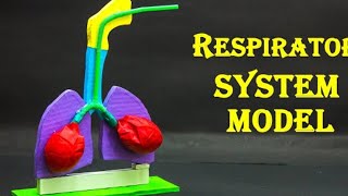 Parts of the Respiratory System  Overview [upl. by Anaib]